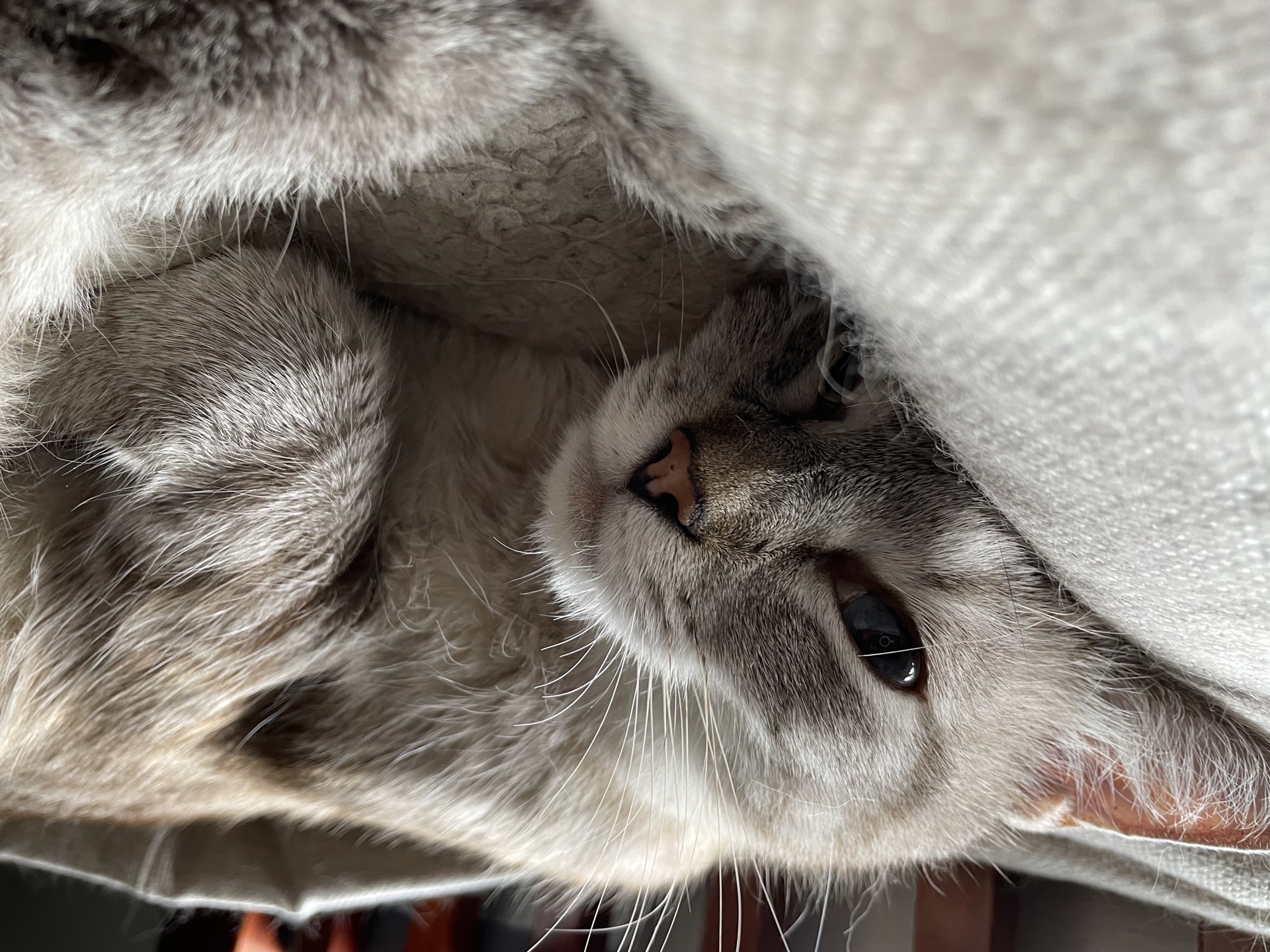 Cat photo